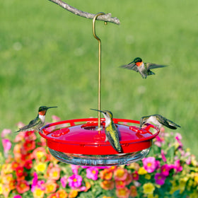 Bright red cover on the Aspects feeder visible from a distance