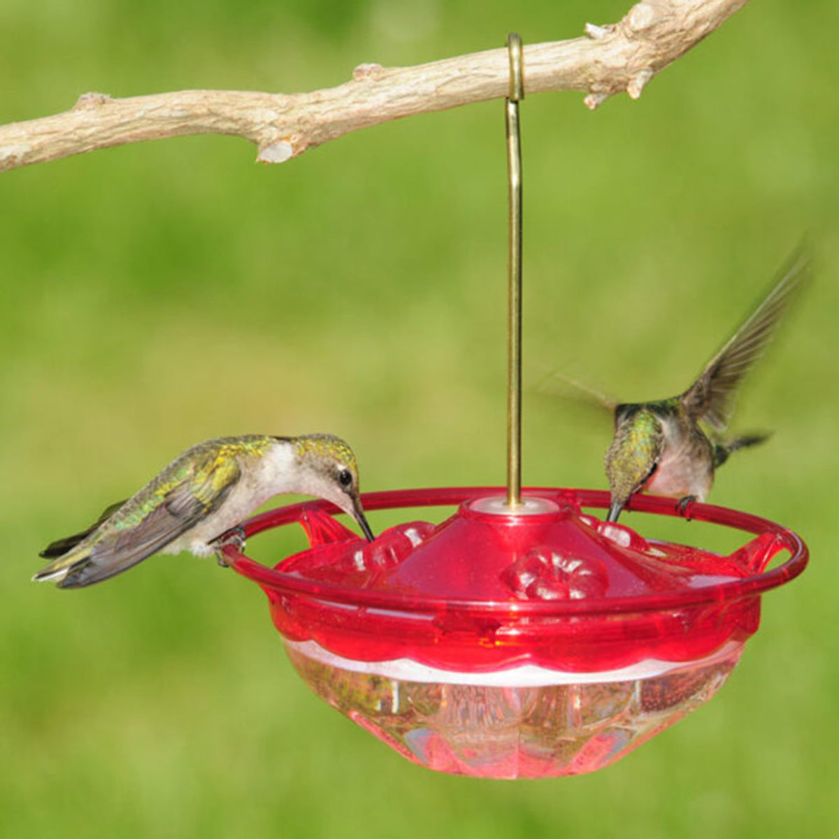 Aspects Mini HummBlossom rose two-pack in a garden setup attracting birds to multiple feeding stations