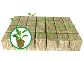 Asrnten MI0512 rockwool starter plug close-up for seed germination and root growth.