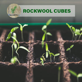 Asrnten MI0512 rockwool starter plug on a propagation tray enhances early rooting and oxygen access.