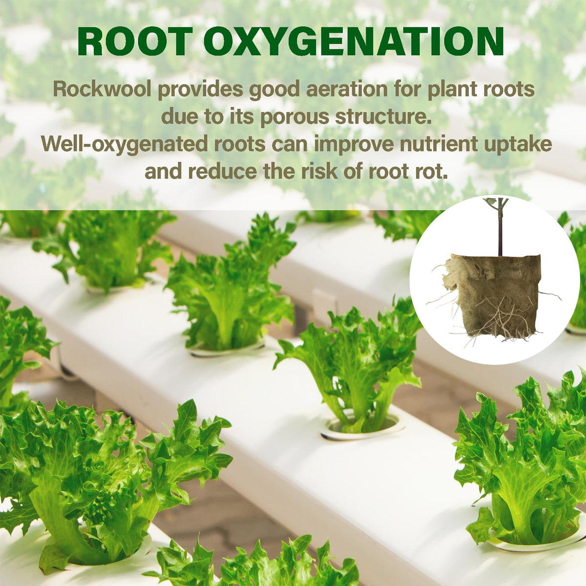 Asrnten MI0512 cube highlights sterile, inert medium ideal for clone propagation.