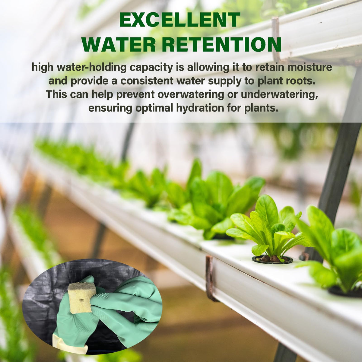 Asrnten MI0512 sheet of 28 plugs ready for efficient propagation.