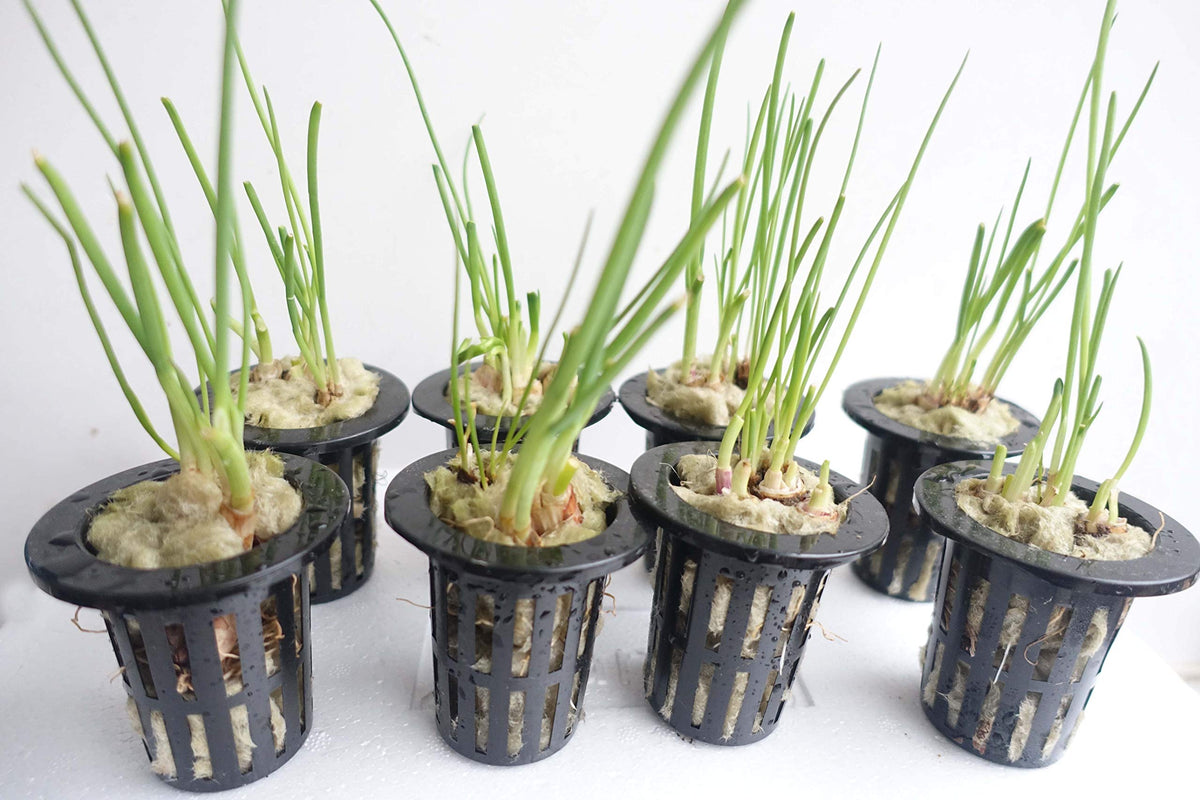 Asrnten MI0512 plug prepared with water and nutrients for propagation.