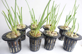 Asrnten MI0512 plug prepared with water and nutrients for propagation.