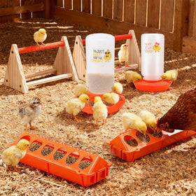 ATHCOHT automatic chick waterer 1L in action reduces spill and waste