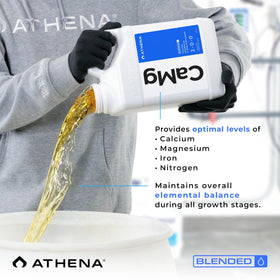 Flowering tomato plant benefiting from Athena Cal-Mag