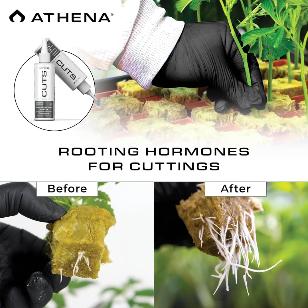 Athena Rooting Gel being applied to a cutting for precise, mess-free use