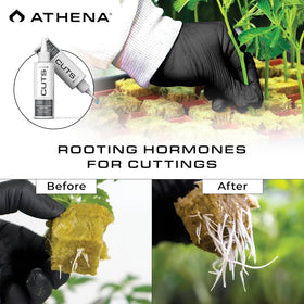 Athena Rooting Gel being applied to a cutting for precise, mess-free use