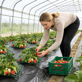 ATLIKE Greenhouse-ready strawberry trellis supports heavy fruit without sagging