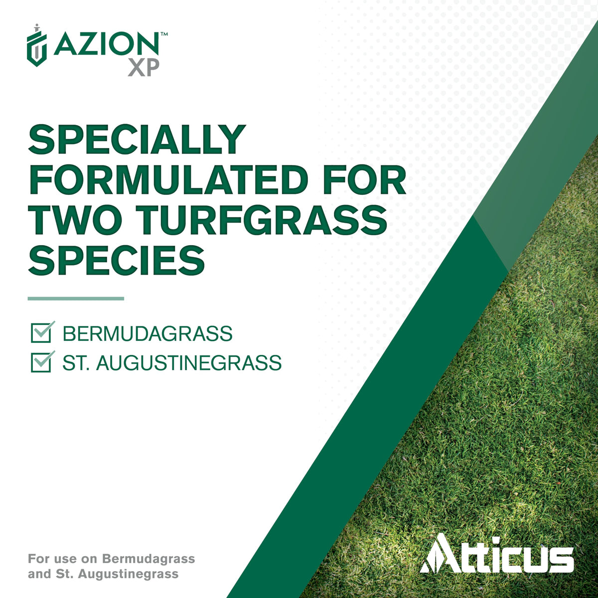 Weeds before Atticus Azion XP treatment in bermudagrass lawn