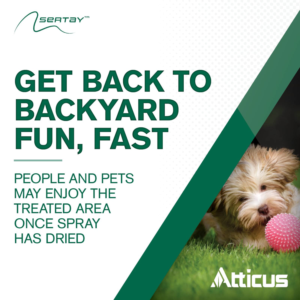 Sertay before overseeding supports cleaner ryegrass establishment