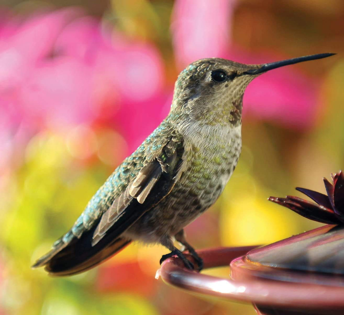Audubon Park 1661 hummingbird visiting feeder demonstrates backyard attraction