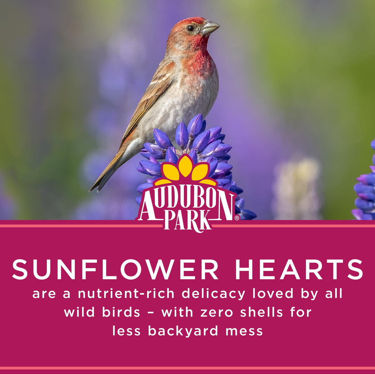 Audubon Park sunflower hearts attract finches, nuthatches, sparrows to outdoor feeders.