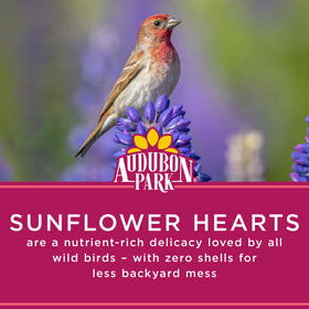 Audubon Park sunflower hearts attract finches, nuthatches, sparrows to outdoor feeders.
