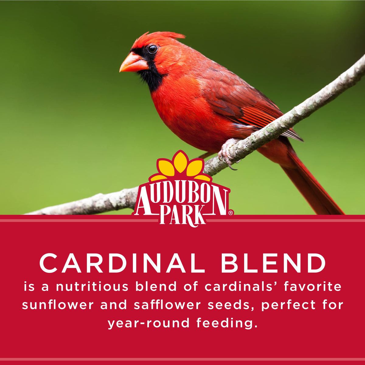 Audubon Park Cardinal Blend close-up of sunflower and safflower seeds