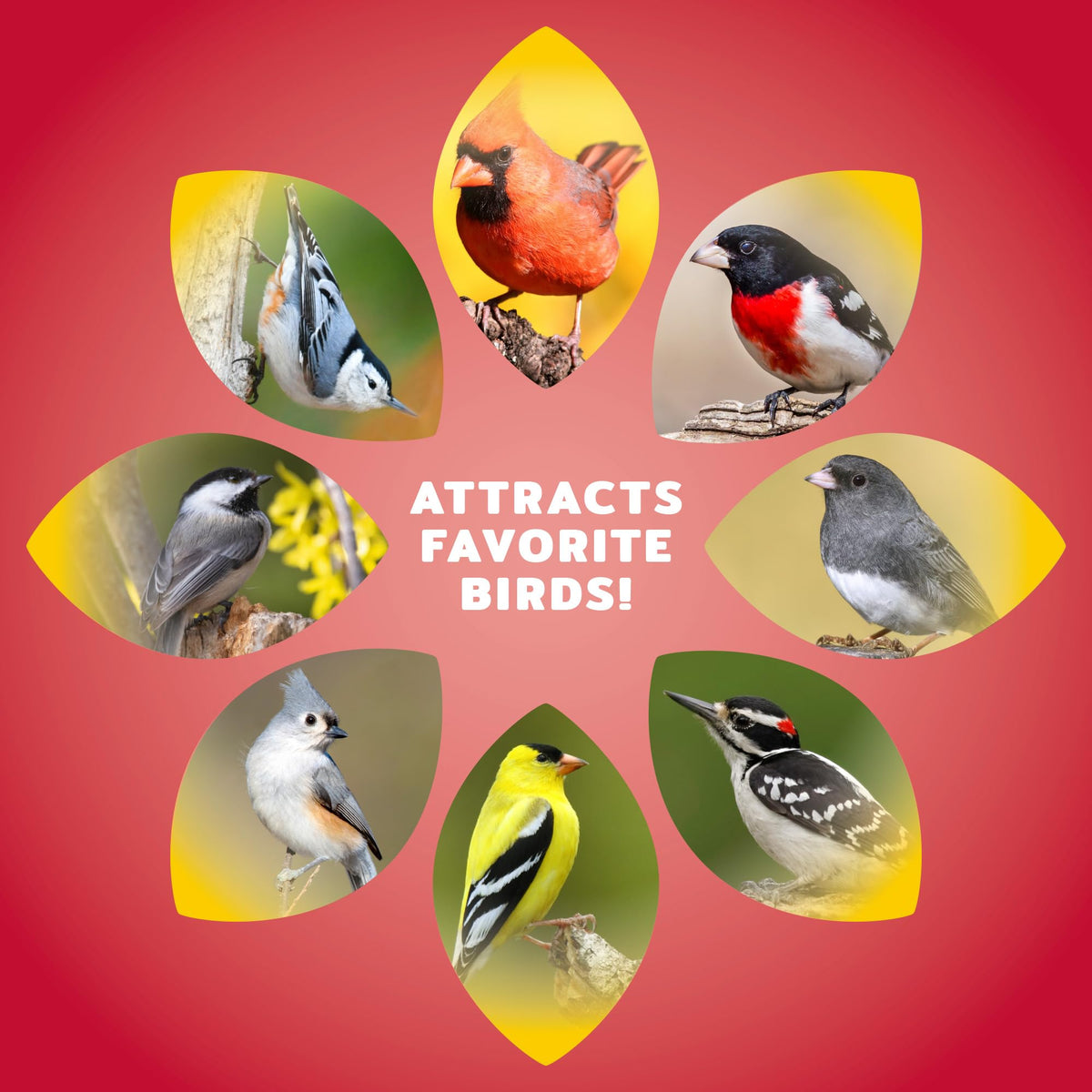 Audubon Park feeder setup outdoors during morning light attracts backyard birds