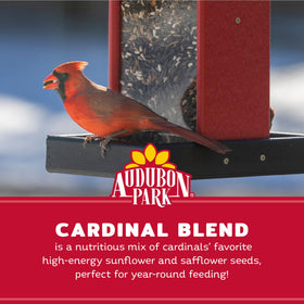 Audubon Park cardinal seed blend with sunflower and safflower in a clear scoop attracts birds