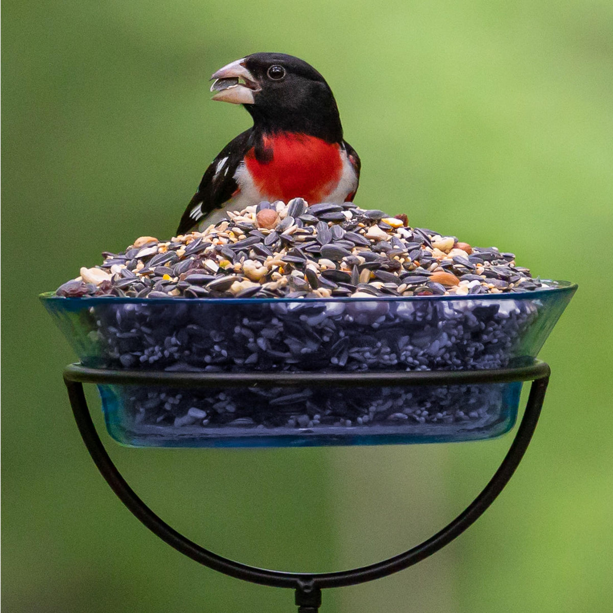 Audubon Park Extreme Variety drawing card of birds visiting the feeder