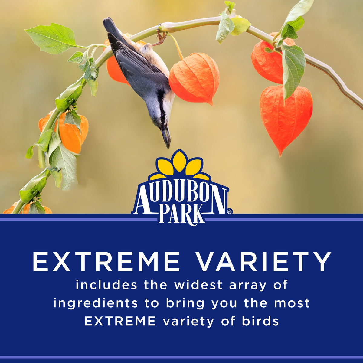 Audubon Park Extreme Variety seed mix closeup reveals sunflower kernels and raisins