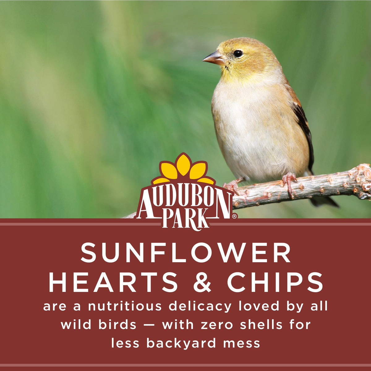 Audubon Park shell-free seeds close-up ideal for clean backyard feeding.