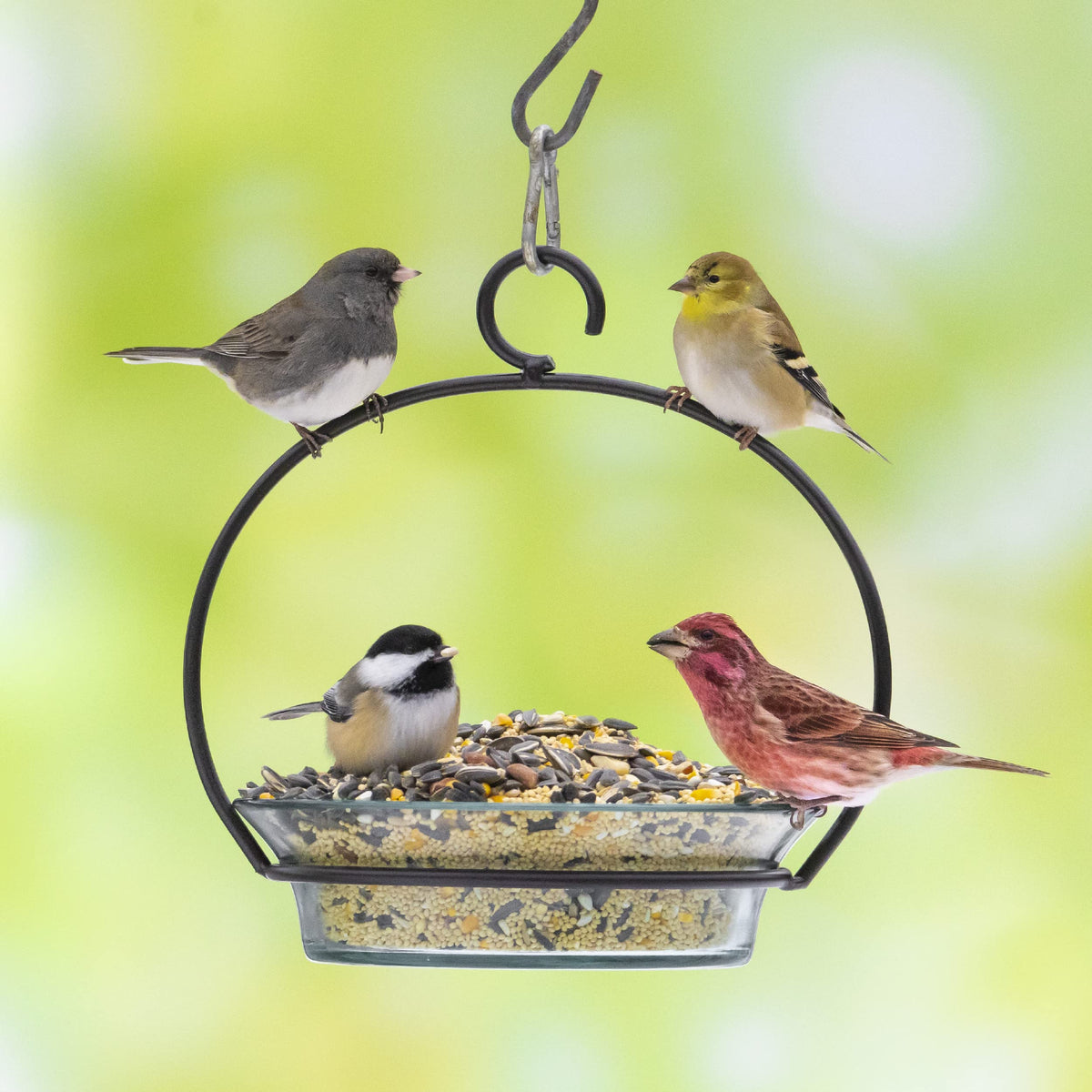 Audubon Park Songbird Blend encourages year-round activity at hopper feeders.