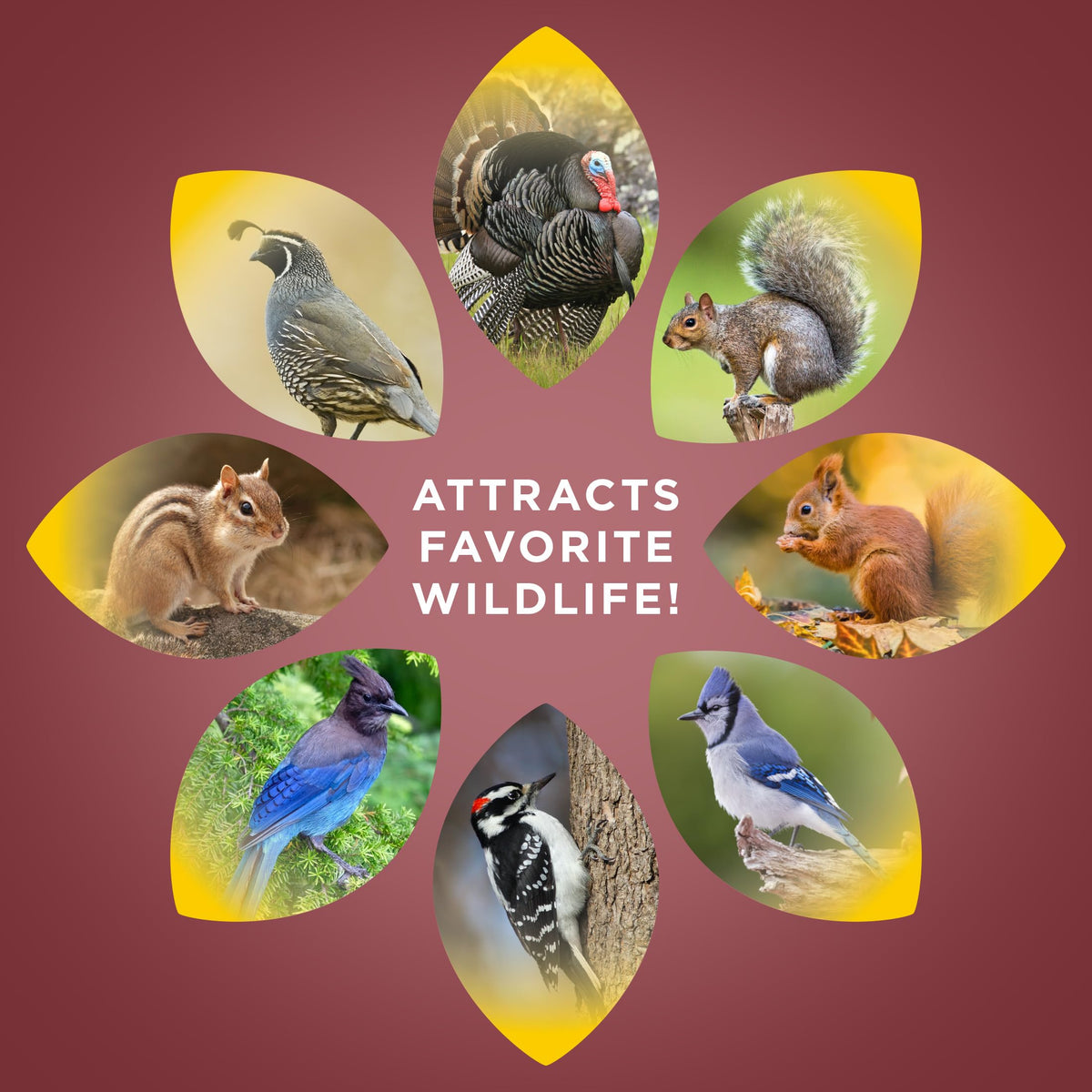 Audubon Park Squirrel & Critter Food being spread on the ground draws wildlife away from bird feeders