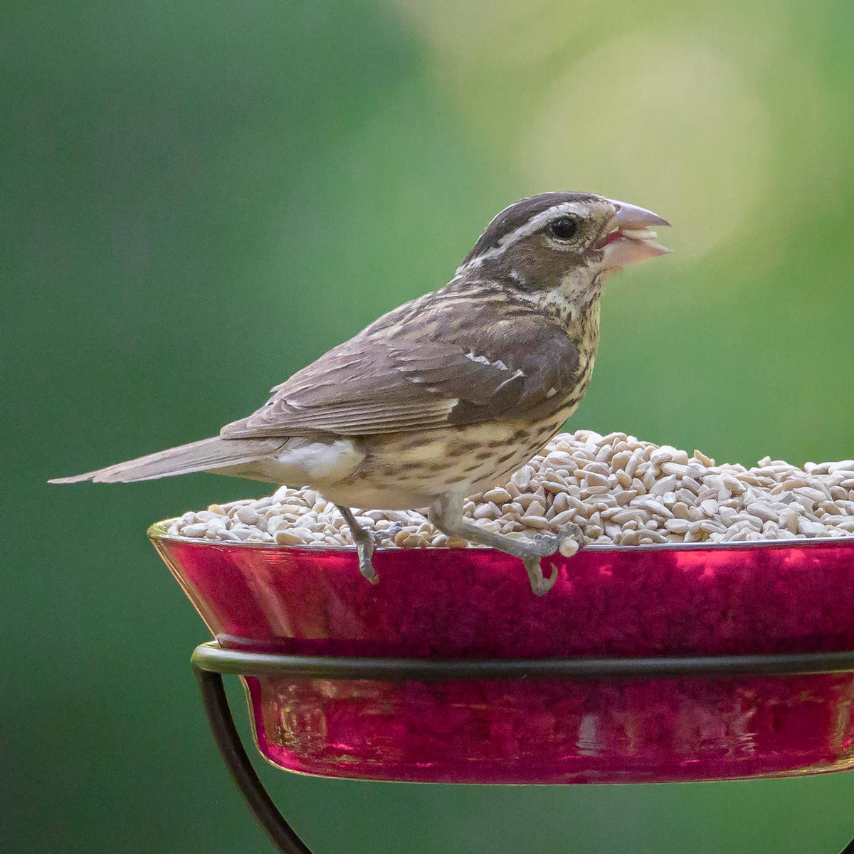 Audubon Park seed storage bag helps keep seed fresh.