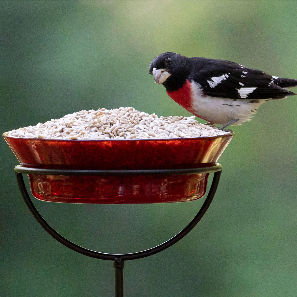 Zero-waste seed reduces mess in your backyard feeding area.