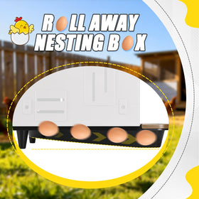 AugFir roll-away nesting box front collection area keeps eggs clean.