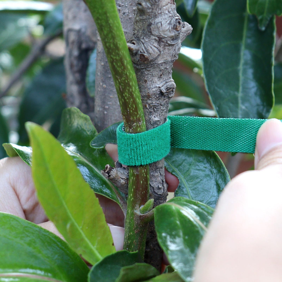 AUGHOA plant tape being applied quickly for fast plant support.