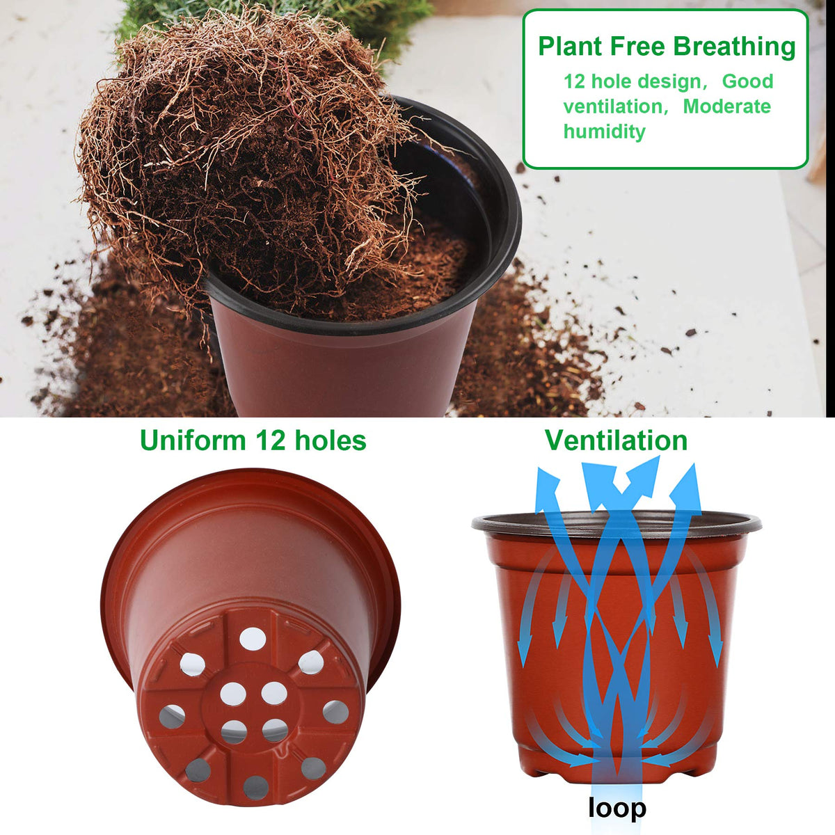 Augshy 6-Inch top 4-Inch bottom design supports succulent seedlings effectively.