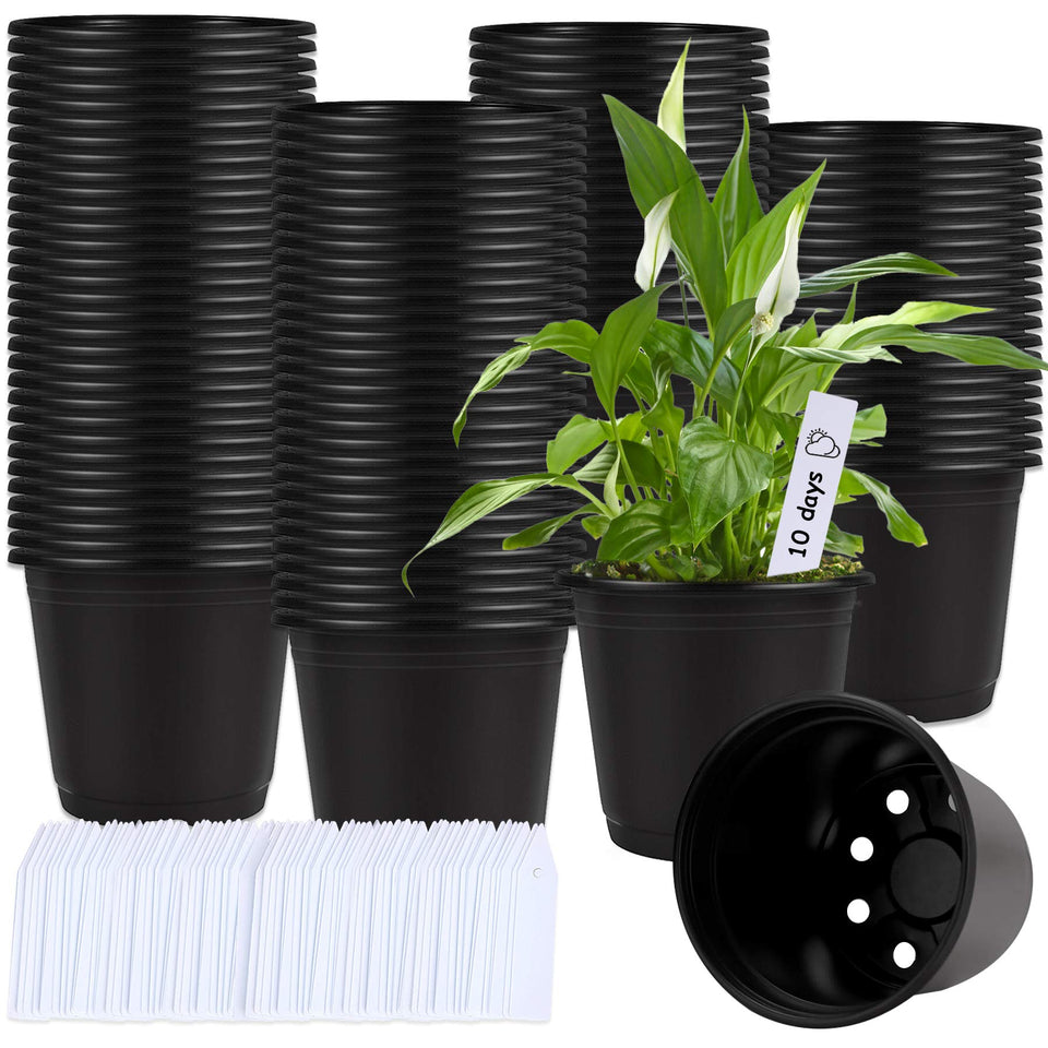 Augshy 6-inch seedling pot with drainage holes promoting healthy root growth.