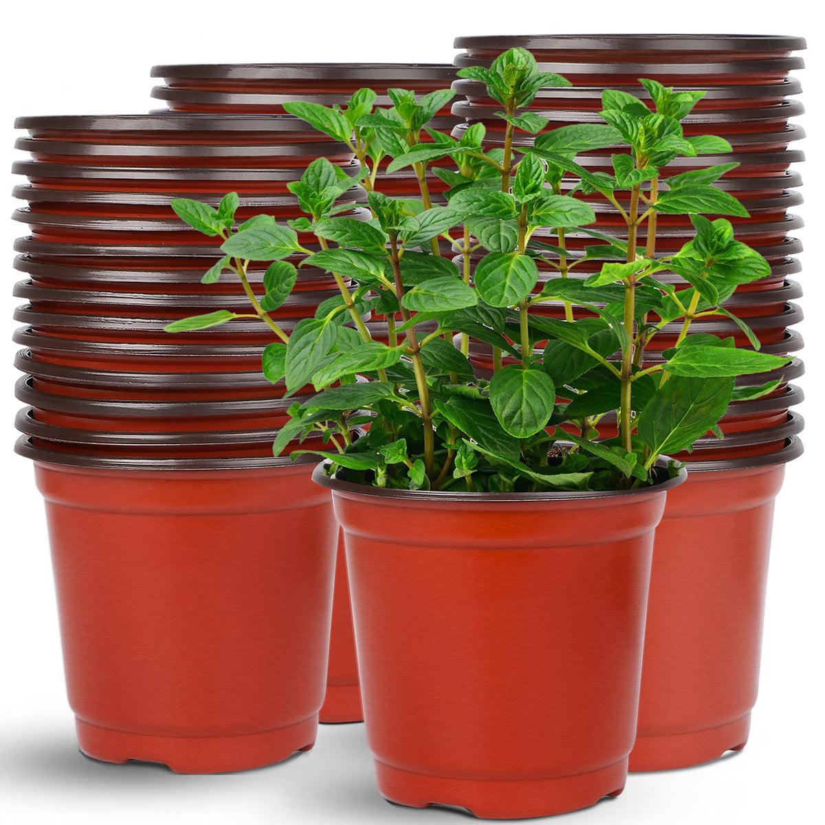 Augshy 75-pack 6-inch nursery pots for indoor and outdoor seed starting.