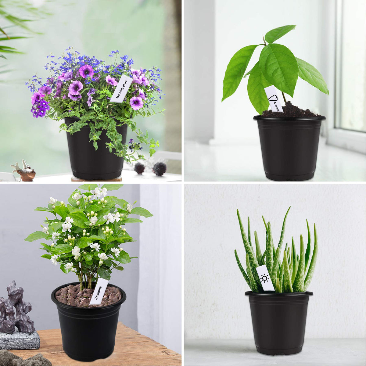 Augshy beginner gardening kit with pots and labels ready to use.