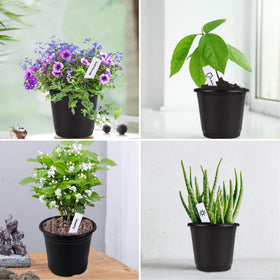 Augshy beginner gardening kit with pots and labels ready to use.