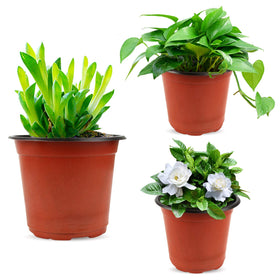 Augshy durable plastic nursery pot resists pressure and extrusion for repeated reuse.