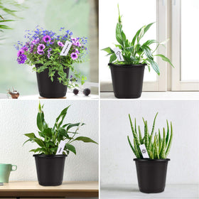 Augshy garden pots ideal for herbs, succulents, seedlings