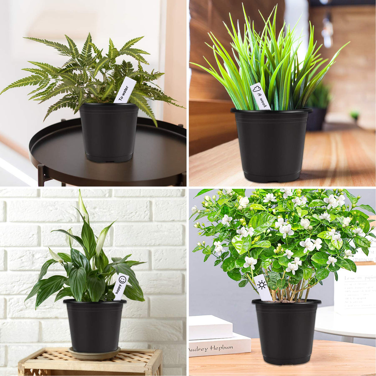 Augshy waterproof labels help track plant varieties easily during care.