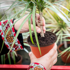 Augshy lightweight reusable pot demonstrated for quick plant transitions