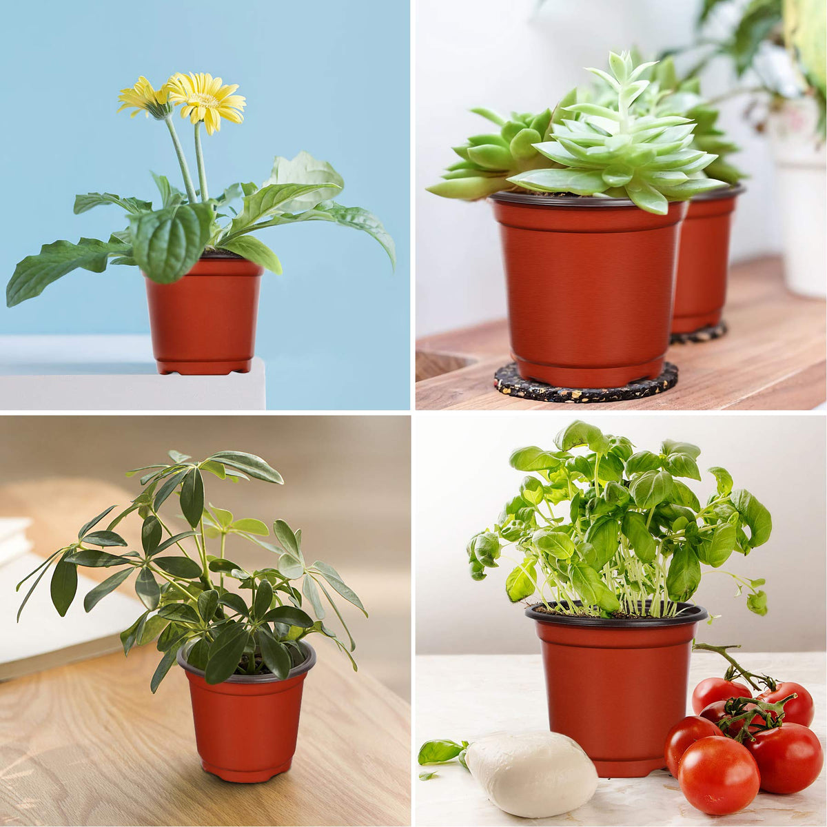 Augshy 4-inch pots after washing are ready for reuse in new planting cycles.