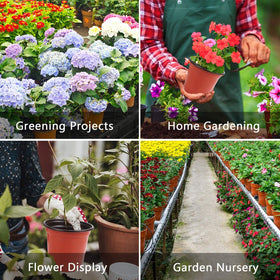 Augshy 40-pack pots support seedling trays and transplanting workflows.
