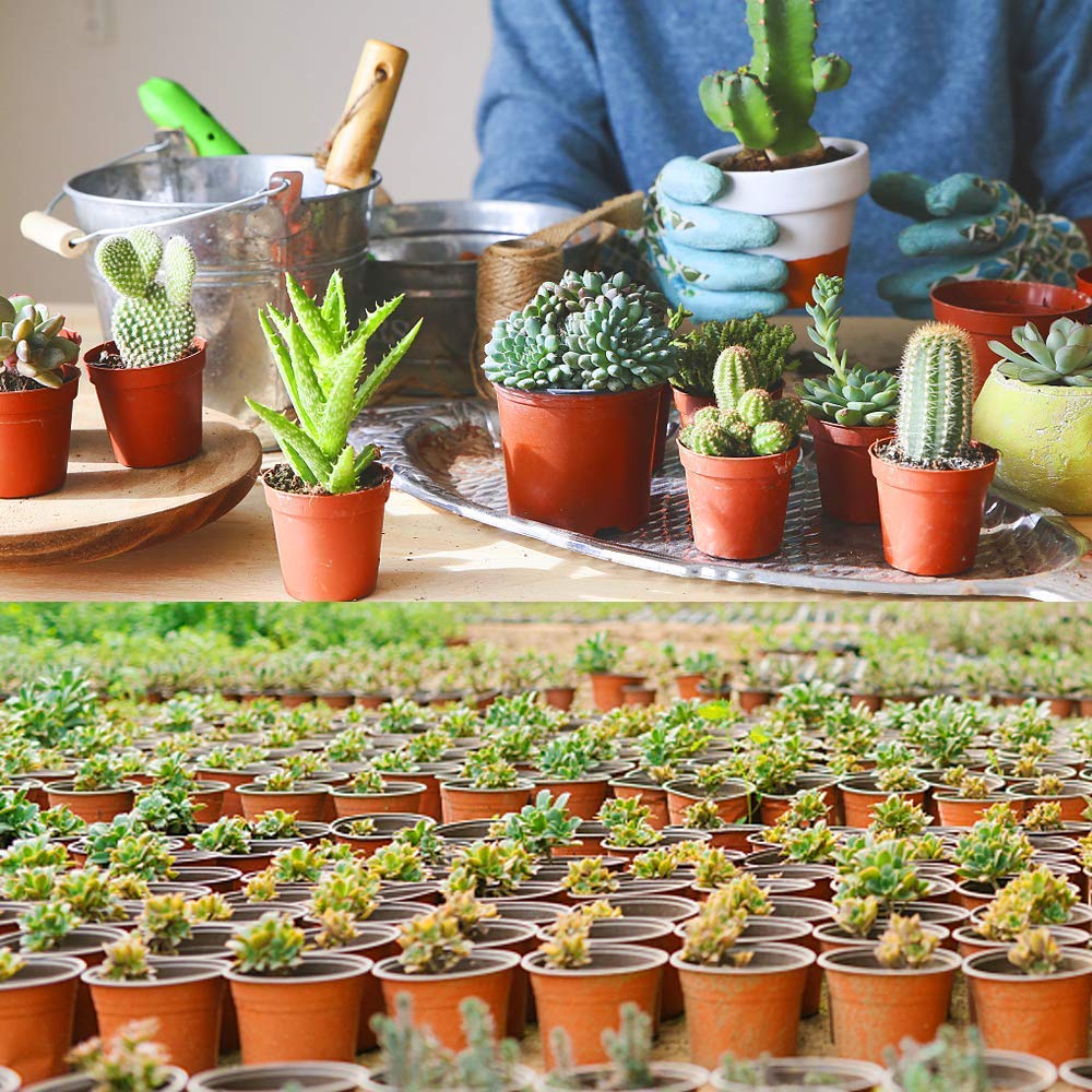 Augshy transition pot supports gentle plant transfers to larger containers.
