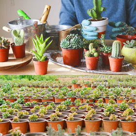 Augshy transition pot supports gentle plant transfers to larger containers.