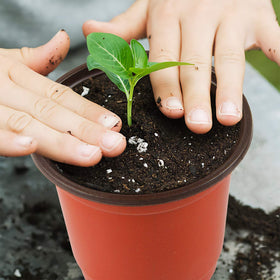 Augshy plastic nursery pots ideal for succulent propagation and transplanting