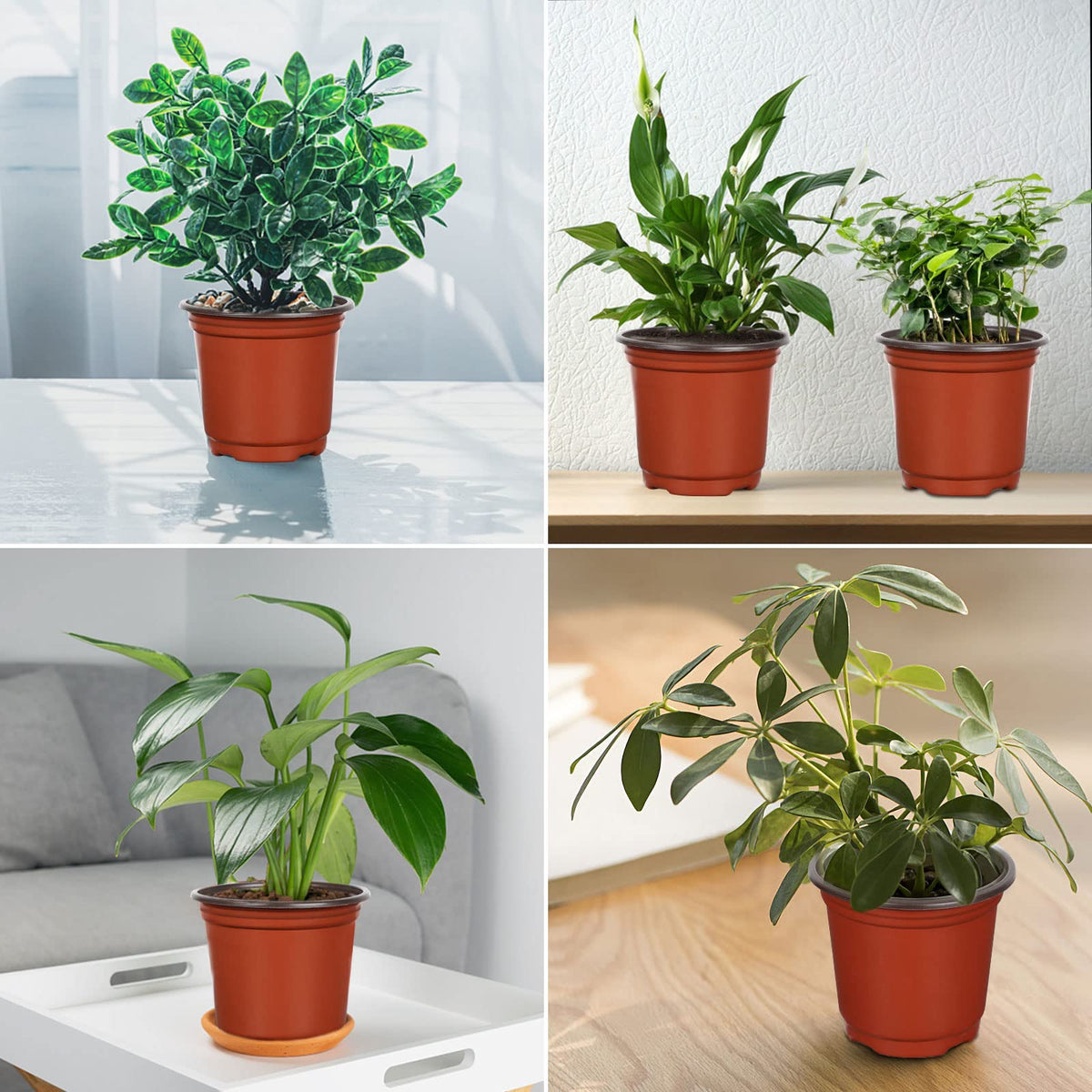 Augshy seedling and succulent cuttings thrive with transplant friendly pots