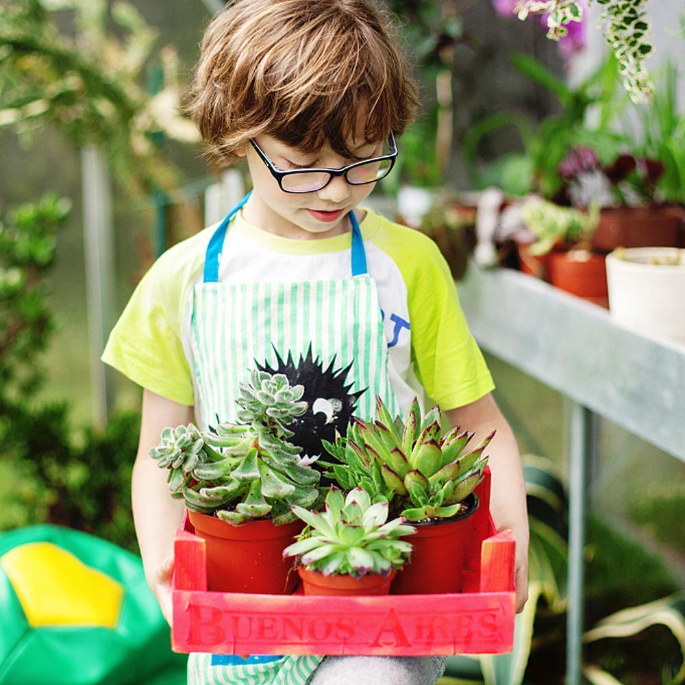Augshy succulent propagation pot helps cuttings thrive during propagation.