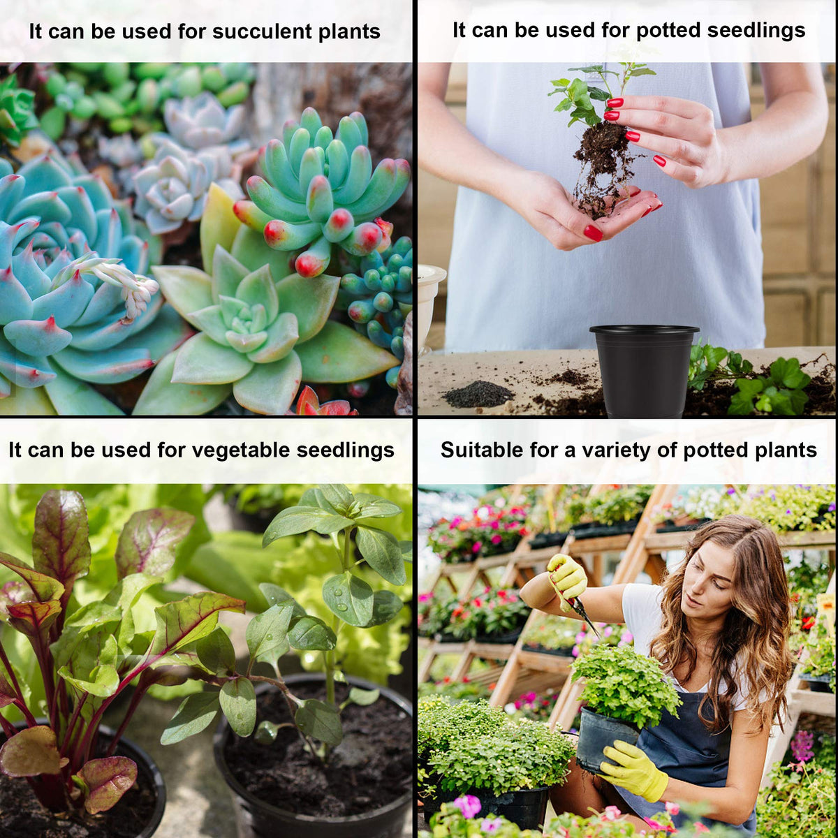 Augshy propagation pot suitable for succulents and cuttings growth.
