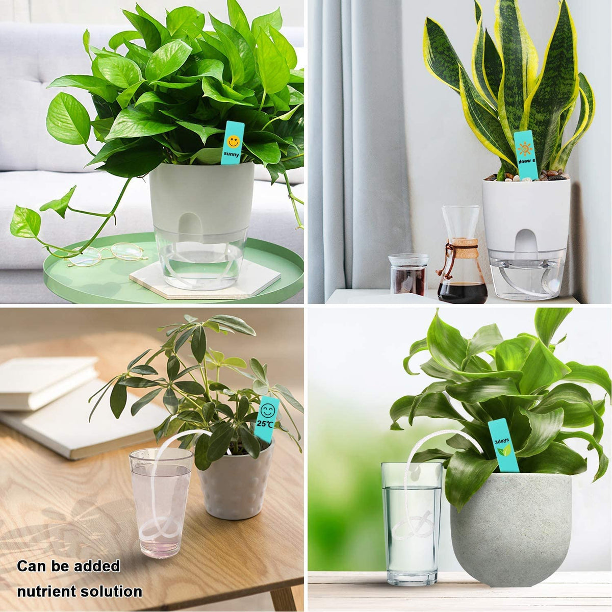 Augshy travel-friendly gardening solution supports plant care during trips