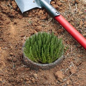 Aulock 12-pack root guards ready for multiple pots and seasons.