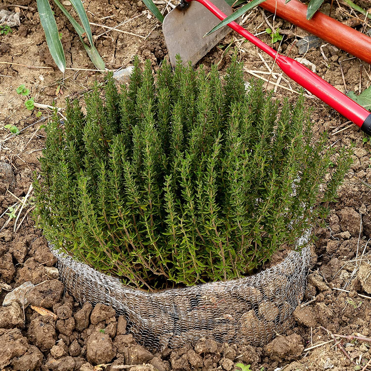 Aulock guard basket suitable for tomatoes, peppers, and more plants.